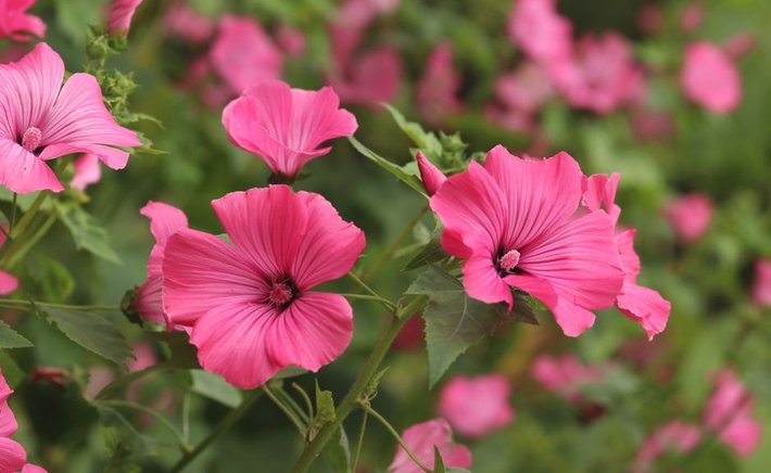 Growing a Cottage Garden in Whatever Space You Have